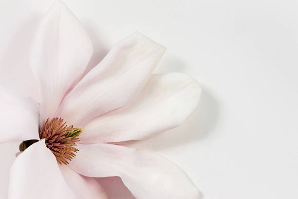 シングルマグノリアの花に白色用紙 - magnolia flower single flower white ストックフォトと画像