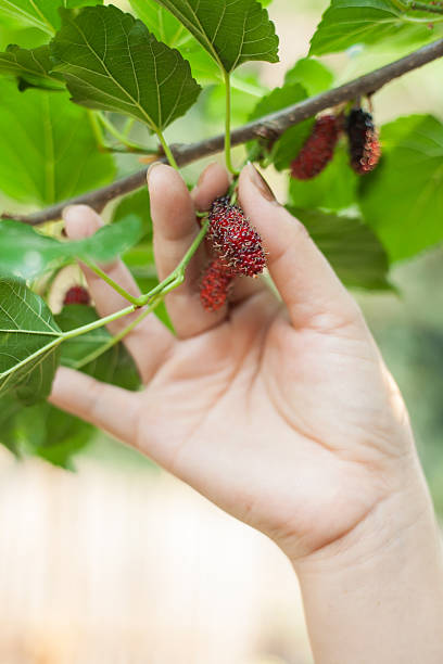istock Mulberry fruit on tree, Berry in nature, selective focus. 522390838