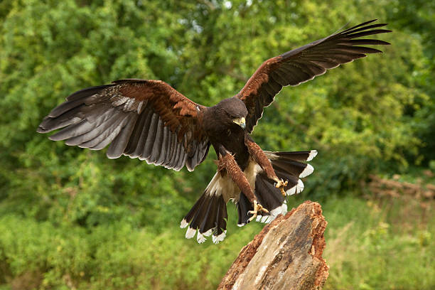 istock Harris Hawk - Ecuador - South America 522390900