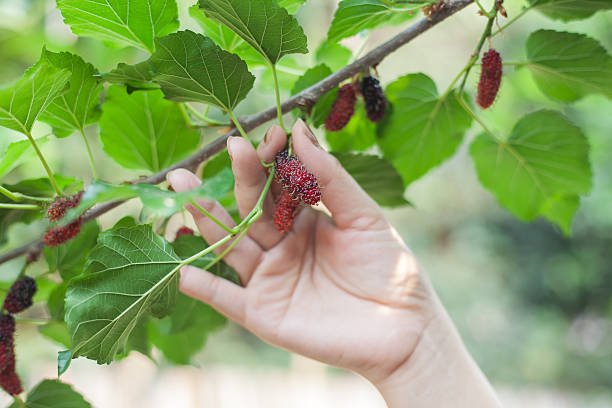 istock Mulberry fruit on tree, Berry in nature, selective focus. 522390946