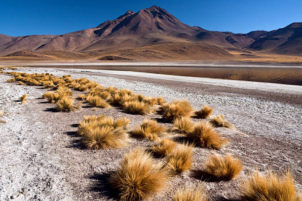 istock Laguna Miscanti - Atacama Desert - Chile 522391052
