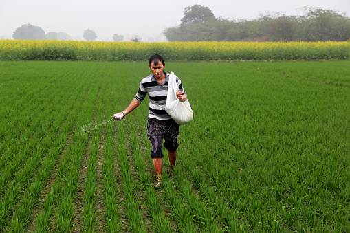 Young farmer of Indian Ethnicity is spreading fertilizer in His wheat Plant Field during Foggy Day at the time of Sunrise. The field is located in a small village of Haryana State, India Outdoor Portrait.