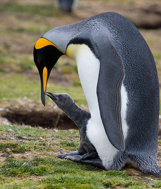 istock King Penguin with chick - Falkland Islands 522391624