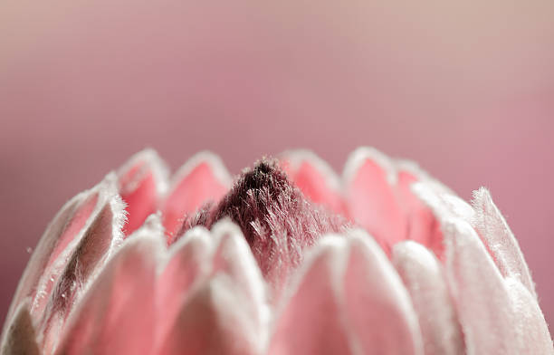 Pink Protea Top of the national flower of South Africa, The Protea fynbos photos stock pictures, royalty-free photos & images