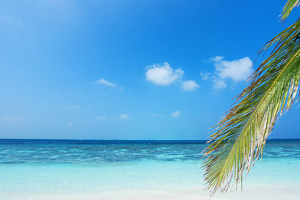 istock Palm leaves and green tropical lagoon background 522392832
