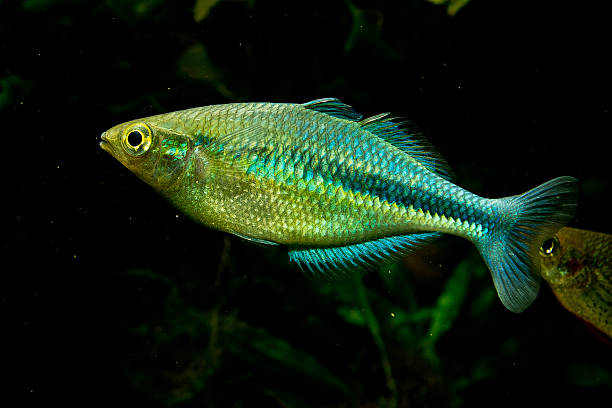 istock Female Melanotaenia lacustris 522393646