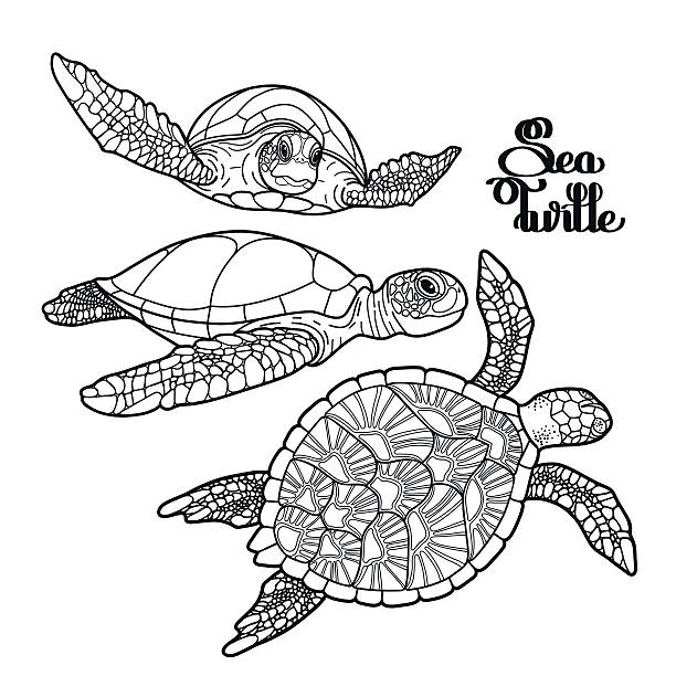 ilustraciones, imágenes clip art, dibujos animados e iconos de stock de tortuga de carey colección mar - hawksbill turtle