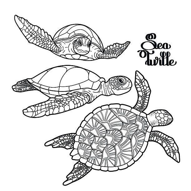 Hawksbill sea turtle collection Graphic Hawksbill sea turtle collection drawn in line art style. Ocean vector creatures isolated on white background. Coloring book page design sea turtle stock illustrations