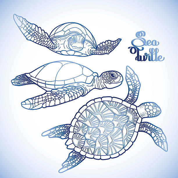 Sea Turtle Tattoo Design Drawing Illustrations, Royalty-Free Vector  Graphics & Clip Art - iStock
