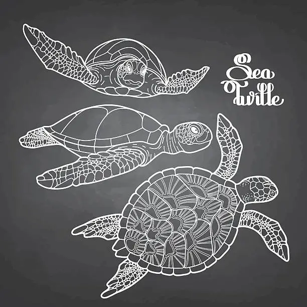 Vector illustration of Hawksbill sea turtle collection