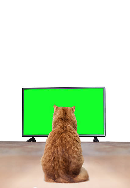 istock cat watching TV with green screen isolated on white background 522394384