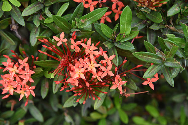 istock closed up the red ixora in garden 522394586