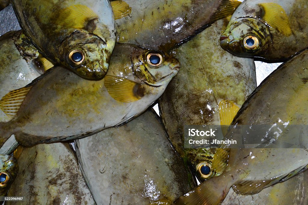 Common Rabbit Fish Rabbit Fish Stock Photo - Download Image Now - Animal, Animal Fin ...