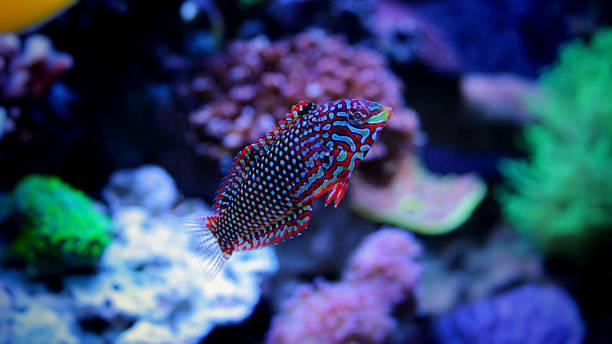 istock Leopard wrasse in reef tank 522397272