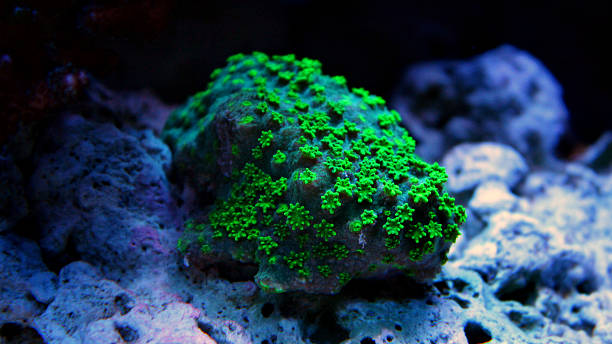 istock Green chalice coral 522397330
