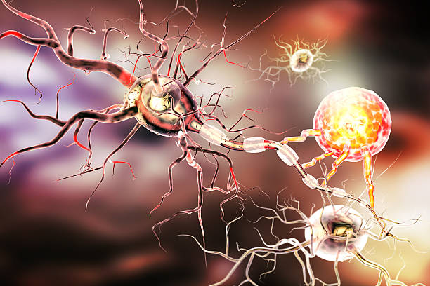 istock 3d illustration of nerve cells 522398076