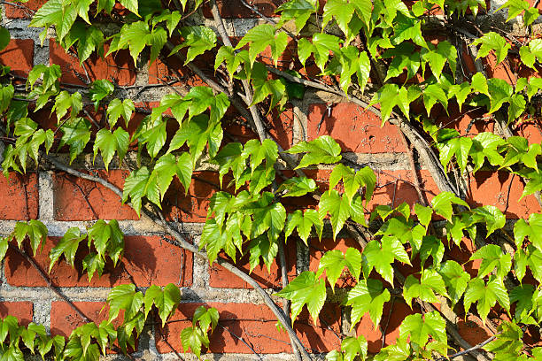 istock Wild grapes on the old brick wall 522398101