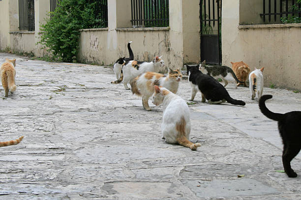 istock Street cats in Athens 522398511