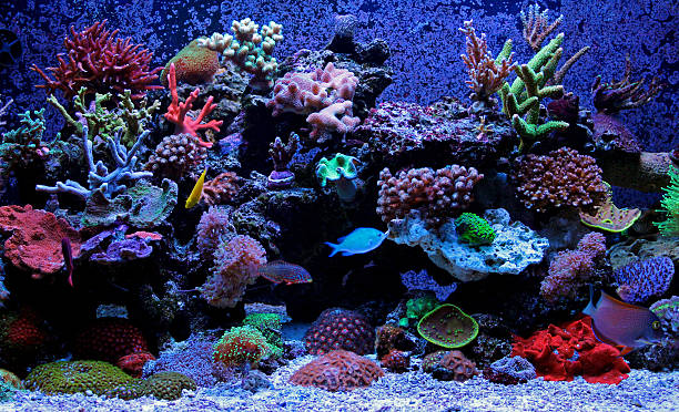 Reef aquarium scene Amazing dream aquarium tank acanthuridae photos stock pictures, royalty-free photos & images
