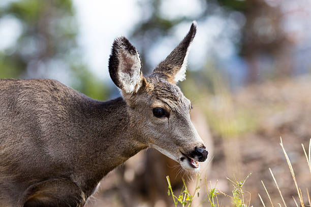Deer with mouth open stock photo