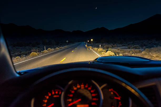 deer delante de los faros - car driving dashboard night fotografías e imágenes de stock