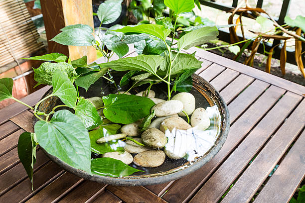 Indoor decorative potted plants with stagnant water potentially become breeding ground for mosquito
