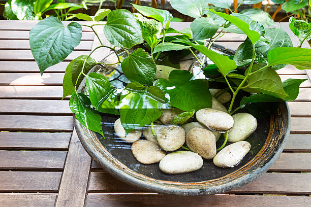 Indoor decorative potted plants with stagnant water potentially become breeding ground for mosquito