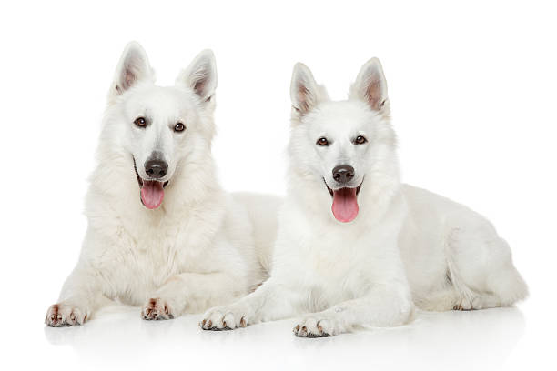 istock Two White Swiss Shepherd dogs 522399953