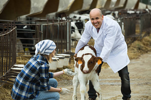 istock Farm workers with young cattle in cowhouse 522400600
