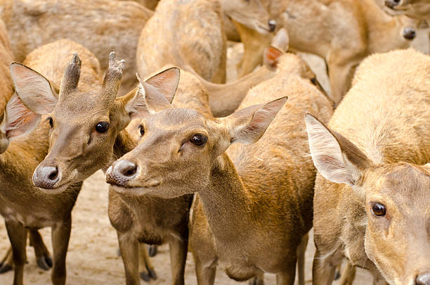 istock Deers in the park 522400881