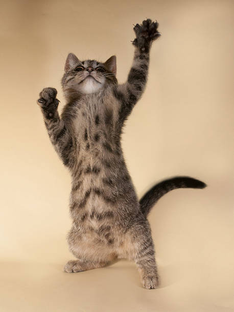 istock Striped kitten  standing on hind legs 522403023