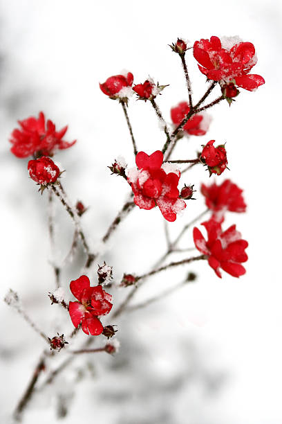istock snow on the red flowers 522403707