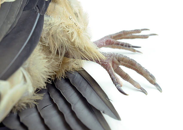 istock Dead bird on white with clipping mask 522403871