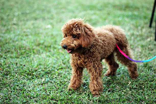 istock Beautiful dog playing in the park 522404435