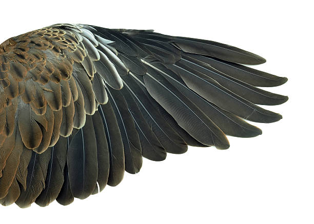 istock Bird wings isolated on white background 522417925