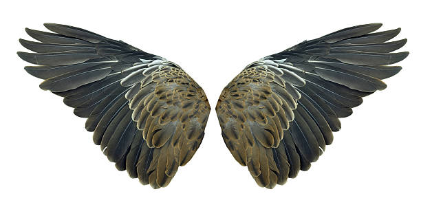 istock Bird wings isolated on white background 522417927