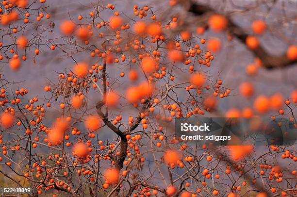 Persimmon Stock Photo - Download Image Now - Abundance, Aging Process, Agriculture