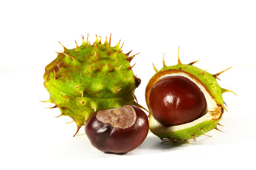 Horse-chestnut with crust on a white background