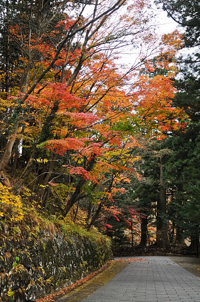 istock Romantic magical vibrant maple trees trail in Sendai Japan 522421287
