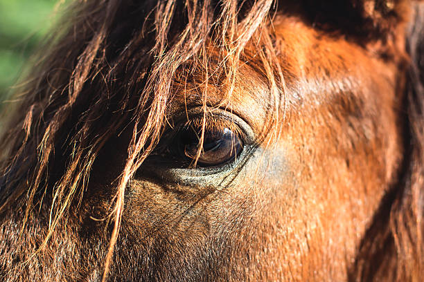 istock horse closeup the eye 522421555