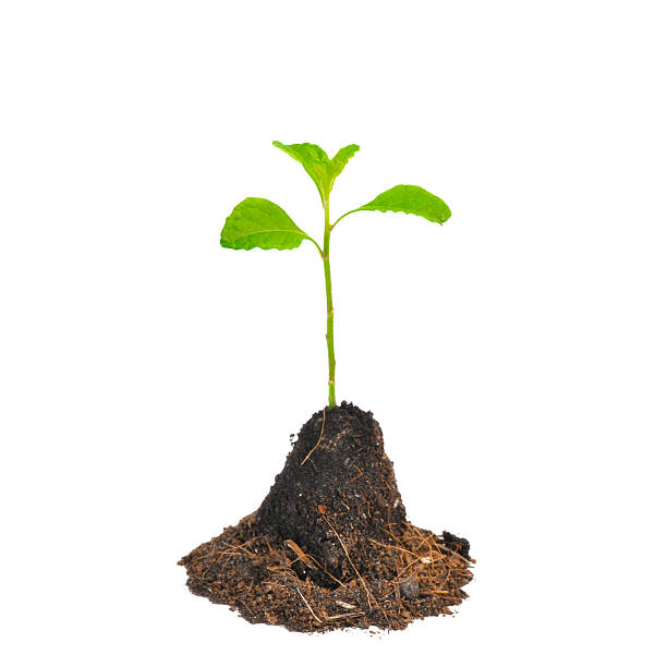 istock young green plant isolated on white background 522421859