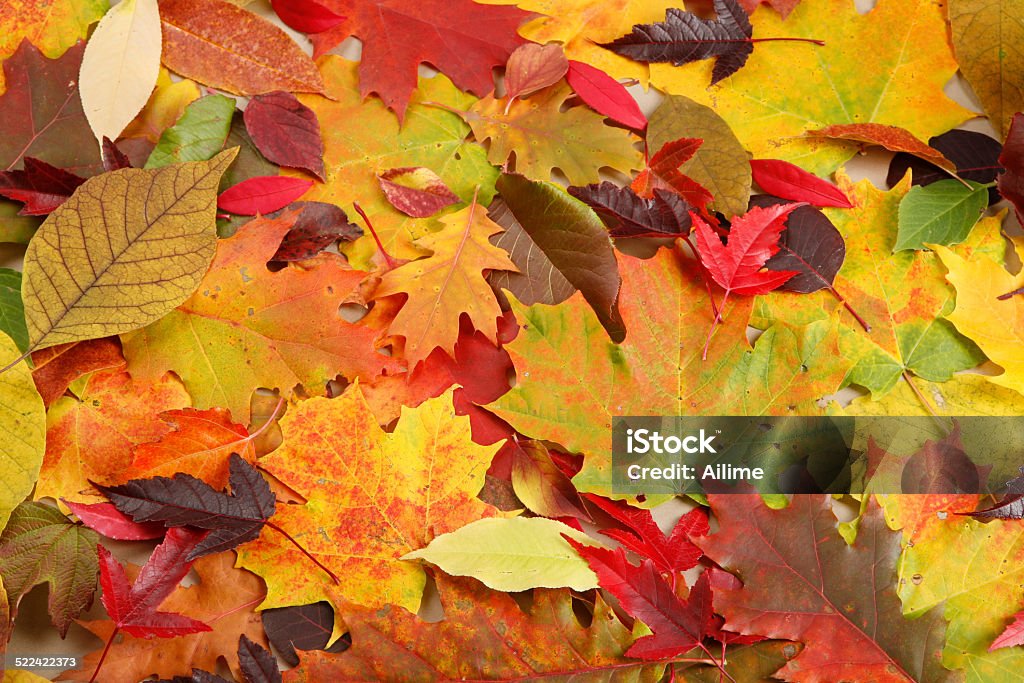 Autumn Colourful fall leaves arranged for  background. Autumn Stock Photo