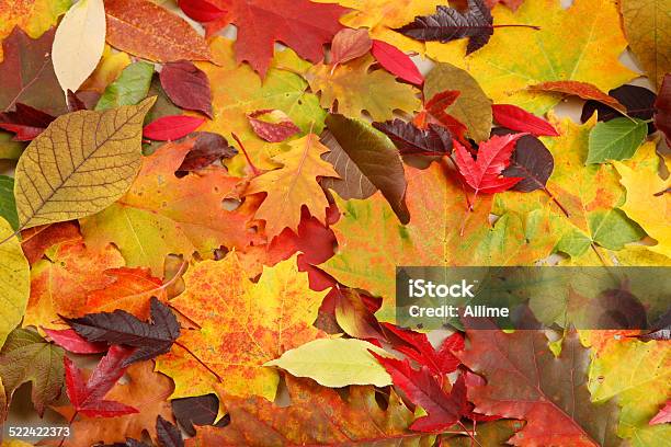 Autumn Stock Photo - Download Image Now - Autumn, Backgrounds, Green Color