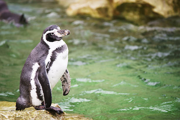 istock Penguin standing on the rock near water 522422411