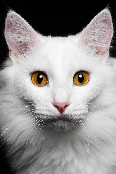 istock pure white cat on the black background 522422869