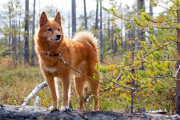 hunting dog on the fallen pine hunting dog on the swamp finnish spitz stock pictures, royalty-free photos & images