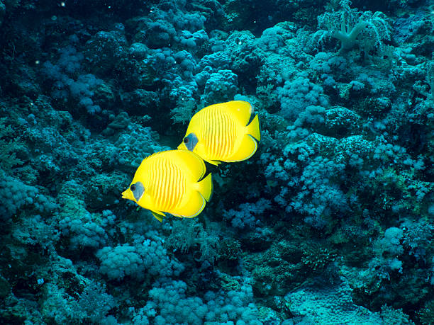 golden butterflyfish pair with soft corals, egypt, red sea - 蝴蝶魚 個照片及圖片檔