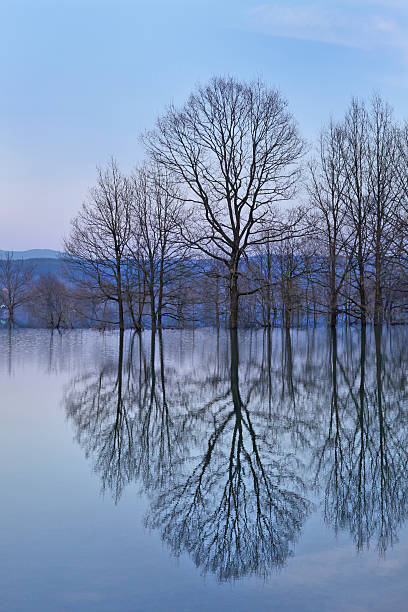 reflexos de árvores em inundações - planinsko polje - fotografias e filmes do acervo