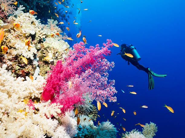 Goldies and Scuba Diver over coral reef, Egypt, Red Sea stock photo