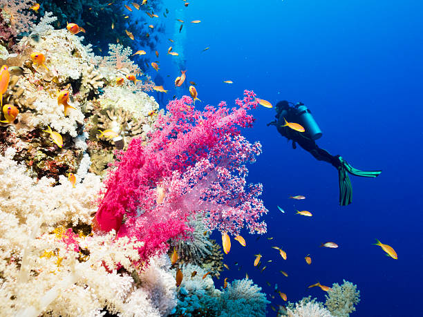 goldies e mergulho em recife de coral, egito, mar vermelho - filter feeder imagens e fotografias de stock